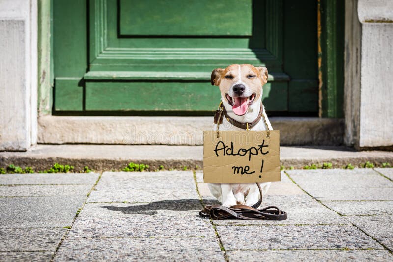 Verloren en daklozen verlaten hond royalty-vrije stock fotografie Verloren en daklozen verlaten hond royalty-vrije stock fotografie