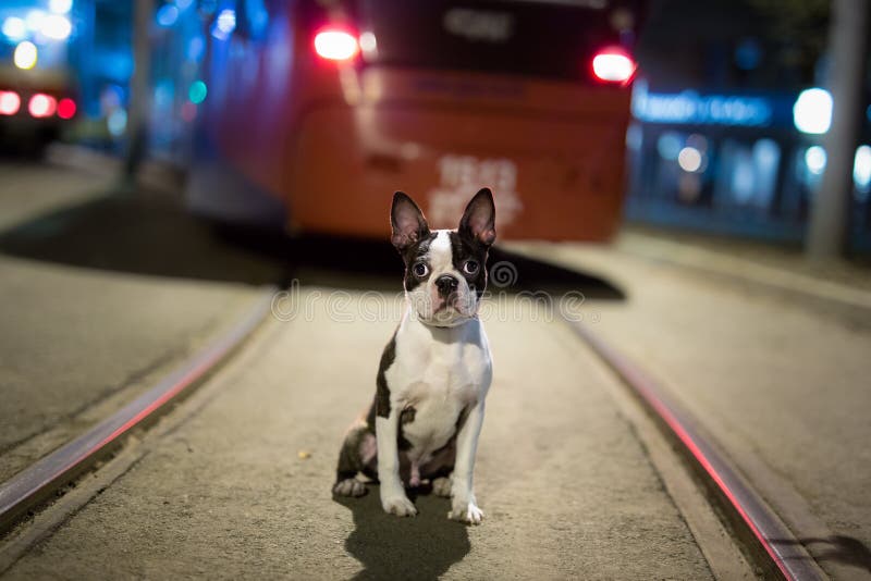 Verloren hond bij nacht op de straat stock afbeeldingen Verloren hond bij nacht op de straat stock afbeeldingen
