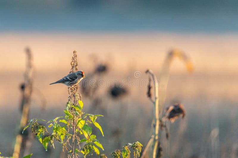 The common redpoll or mealy redpoll (Acanthis flammea) sitting on a nettle at sunrise in the Czech Republic. The common redpoll or mealy redpoll (Acanthis flammea) sitting on a nettle at sunrise in the Czech Republic.