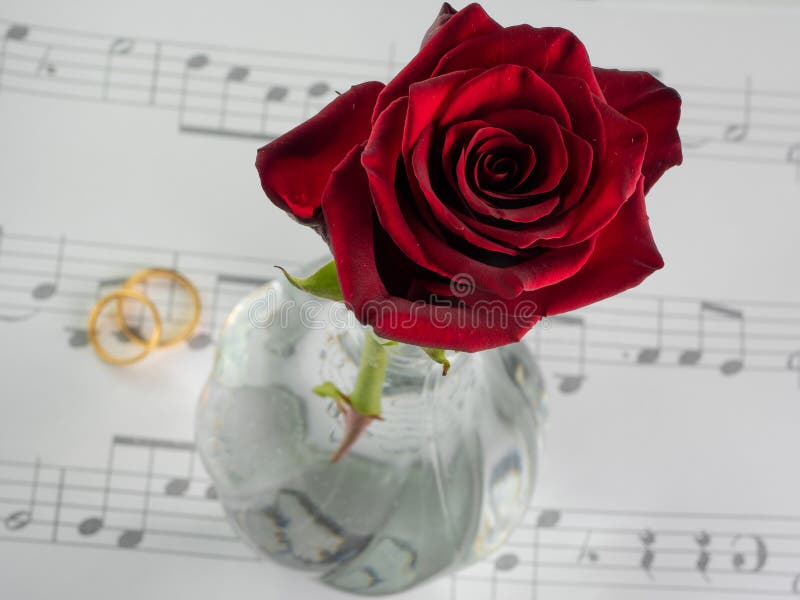 Vermelho aumentaram um pentagram e duas alianças de casamento fotos de stock Vermelho aumentaram um pentagram e duas alianças de casamento fotos de stock