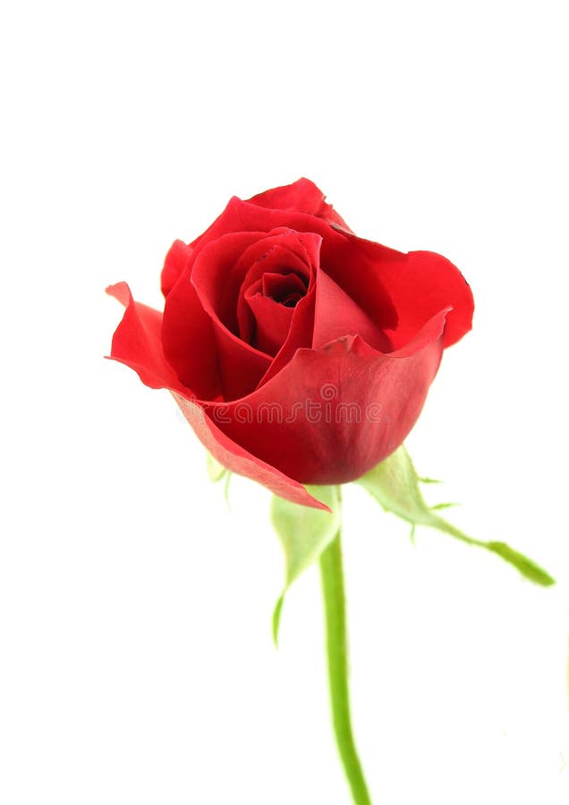 Vermelho escolha a flor cor-de-rosa no fundo branco fotos de stock royalty free Vermelho escolha a flor cor-de-rosa no fundo branco fotos de stock royalty free