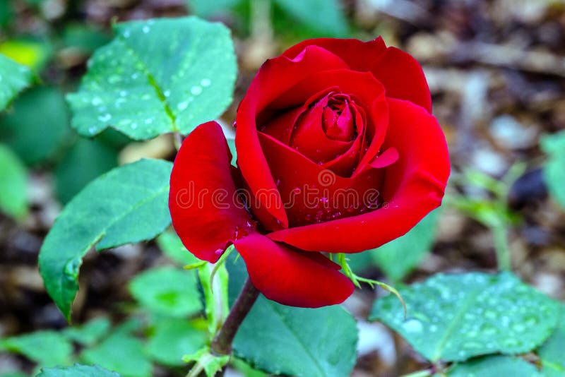 Vermelho Rose Flower da olimpíada fotografia de stock Vermelho Rose Flower da olimpíada fotografia de stock