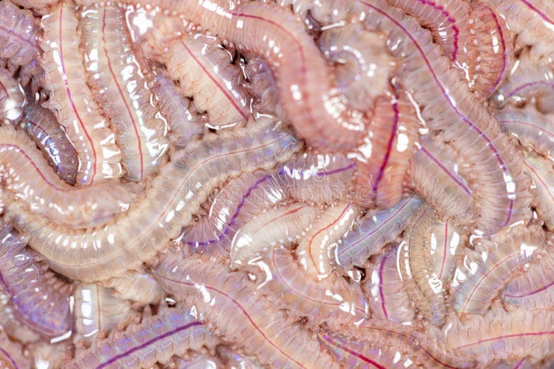 Vermi di sabbia perinereis destinati all'istruzione in laboratorio. fotografia stock