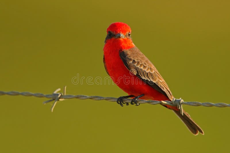 Vermilion Flycatcher, Pyrocephalus rubinus, beautiful red bird. Flycatcher sitting on the barbed wire with clear green