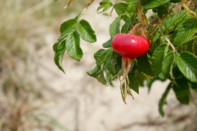 Vermillion rose hip at the beach stock image Vermillion rose hip at the beach stock image