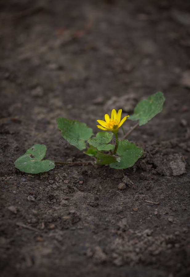 Verna Ficaria, ficaria лютика обыкновенно известное как меньший celandine или pilewort Росток желтого цветка на треснутый стоковое фото Verna Ficaria, ficaria лютика обыкновенно известное как меньший celandine или pilewort Росток желтого цветка на треснутый стоковое фото