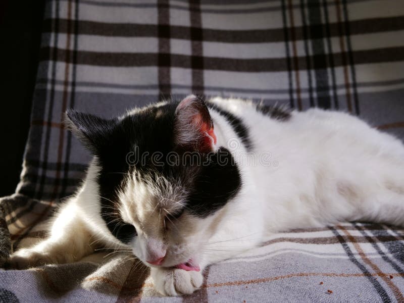 Verniciatura in bianco e nero fotografia stock libera da diritti