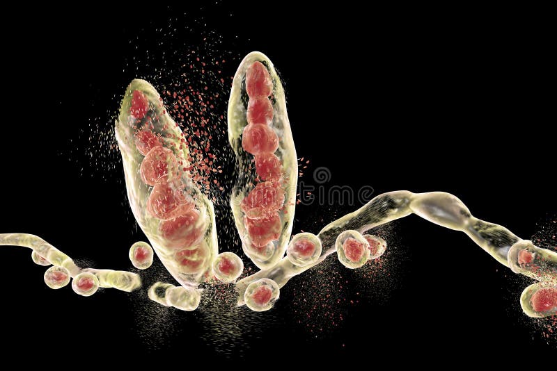 Vernietiging van Trichophyton-paddestoel stock illustratie Vernietiging van Trichophyton-paddestoel stock illustratie