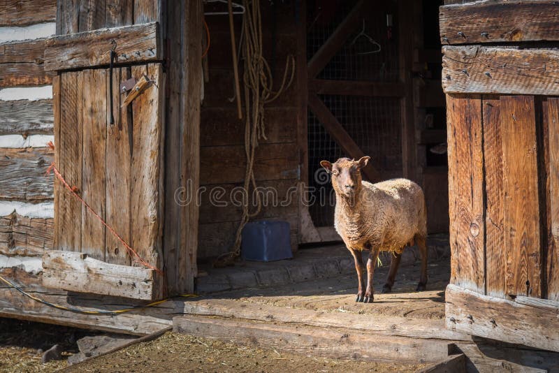 Sheep standing at an open barn door and looking at camera