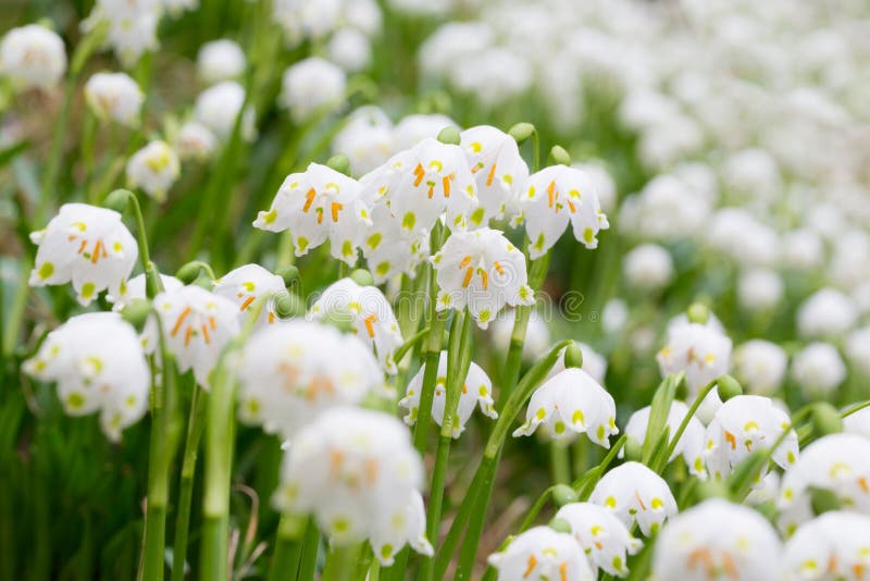 Vernum Leucojum стоковые изображения rf