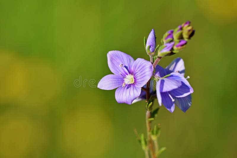 Veronica anagallis-aquatica , water speedwell flower , flora Iran