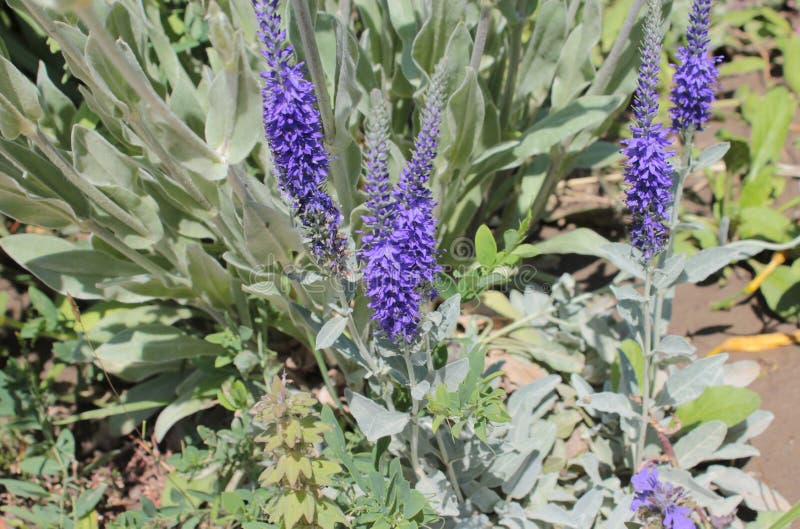 Veronica Blue Flowers on a Dark Background Close Up Stock Image Image