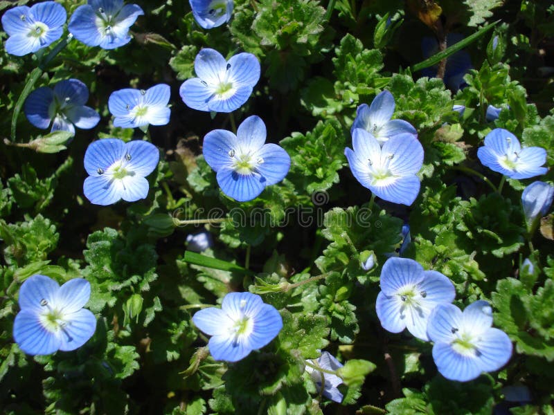Veronica-persica royaltyfria foton Veronica-persica royaltyfria foton