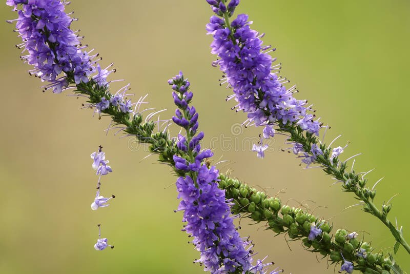 The close-up of anthotaxy of Veronica spicata. The close-up of anthotaxy of Veronica spicata