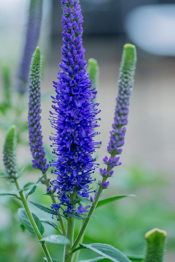 Veronica spicata Christa stock image. Image of plant 60125637