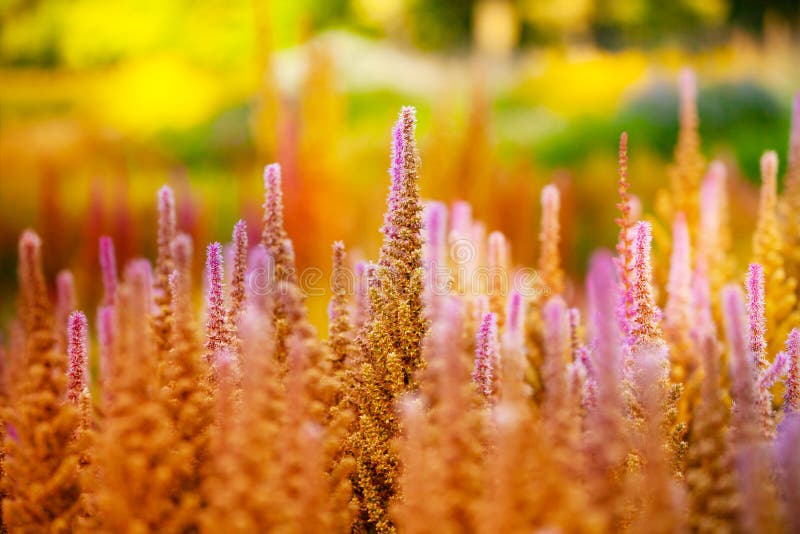 Veronicastrum Cupid flower plant over sunset light