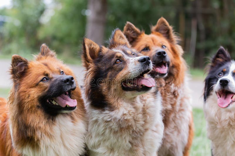 Verpakking van schattige elo-honden in de openlucht royalty-vrije stock fotografie Verpakking van schattige elo-honden in de openlucht royalty-vrije stock fotografie