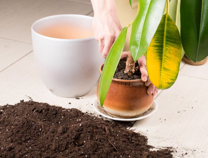 Verpflanzung einer Anlage stockbild. Bild von blumentopf 72639219