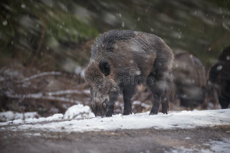 Verraco masculino grande en nieve foto de archivo