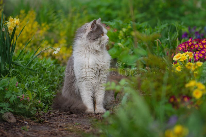 Verraste kat is voor het eerst buiten in de tuin. kat met stress of ongemak in de tuin stock foto Verraste kat is voor het eerst buiten in de tuin. kat met stress of ongemak in de tuin stock foto