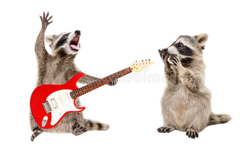 Verraste wasbeer die een wasbeer ziet spelen op elektrische gitaar