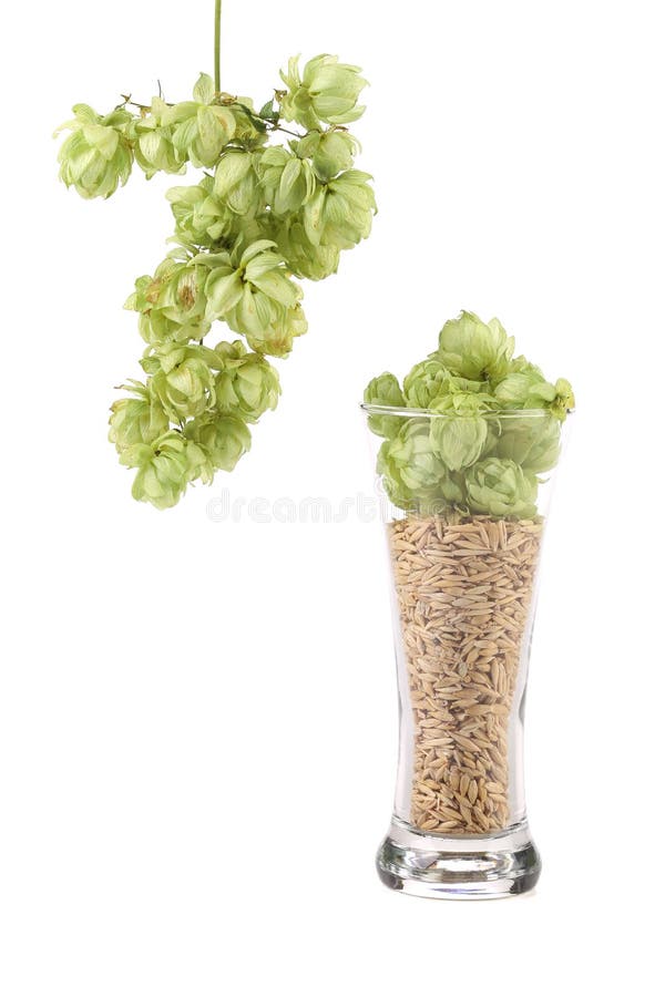 Verre d'houblon et d'orge verts frais photo libre de droits Verre d'houblon et d'orge verts frais photo libre de droits
