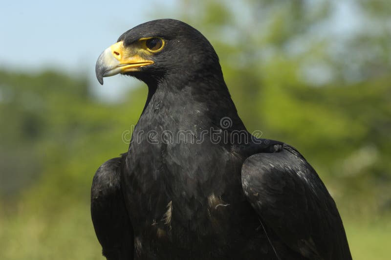 Verreaux s eagle