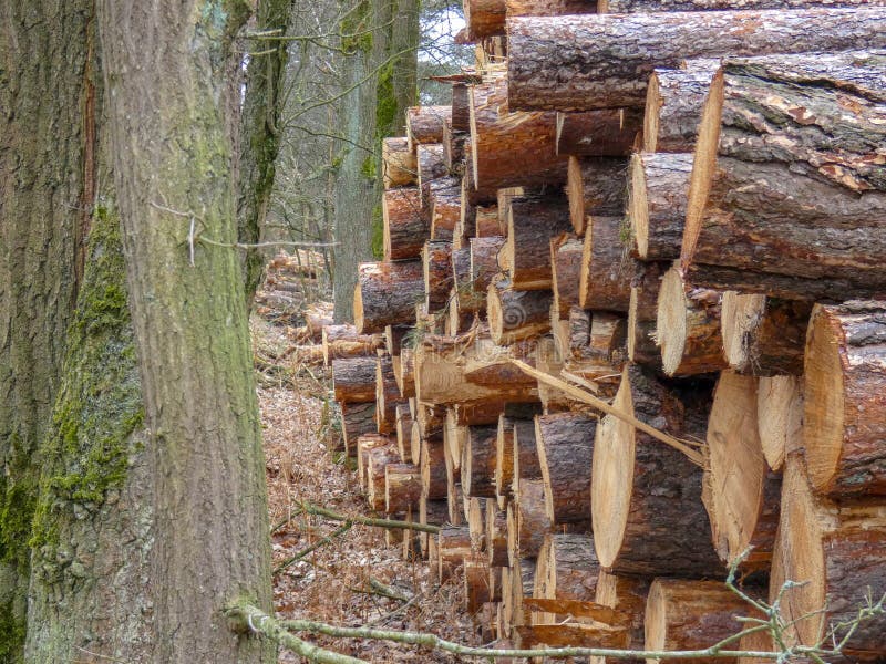 Verringerte Bäume, im Wald nahe Maarheeze, die Niederlande stockfotos Verringerte Bäume, im Wald nahe Maarheeze, die Niederlande stockfotos