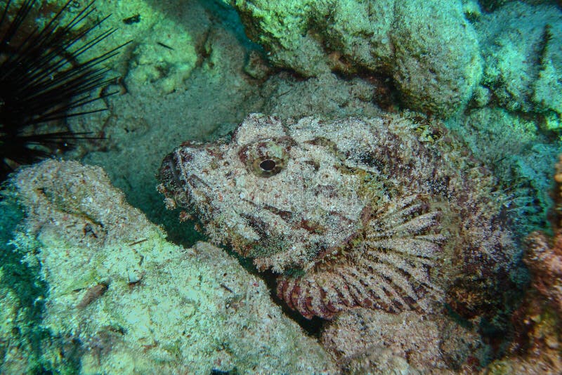 Verrucosa de Synanceia do Stonefish fotos de stock Verrucosa de Synanceia do Stonefish fotos de stock