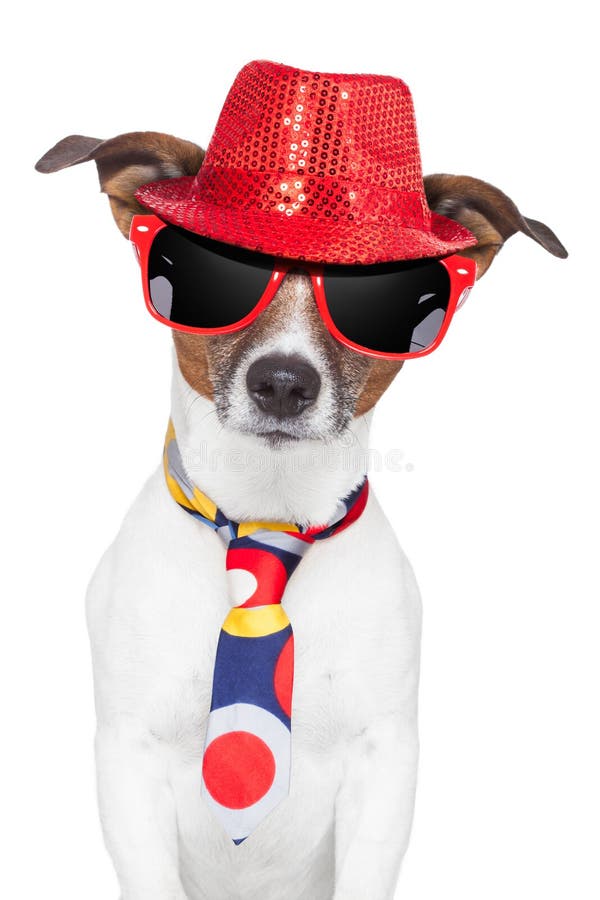 Verrückte dumme lustige Hundehut-Glasgleichheit stockbild Verrückte dumme lustige Hundehut-Glasgleichheit stockbild