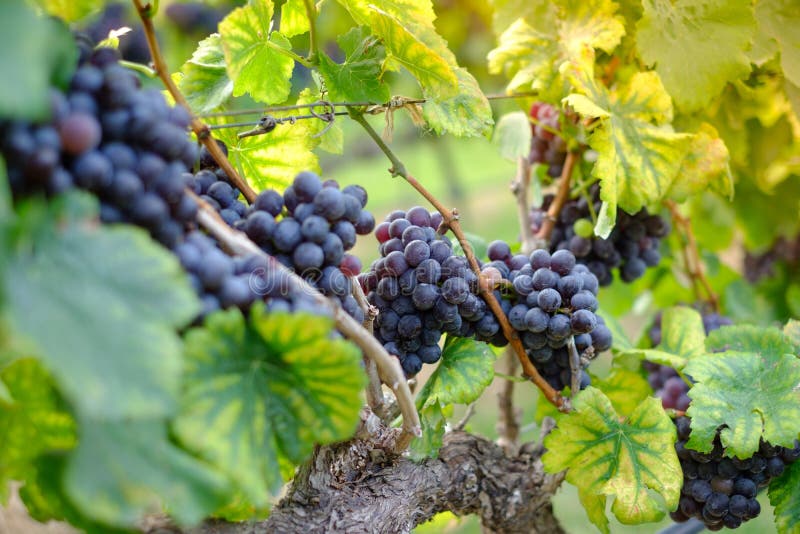 Vers de druiven van Shiraz voor wijnproductie royalty-vrije stock afbeelding Vers de druiven van Shiraz voor wijnproductie royalty-vrije stock afbeelding
