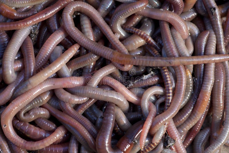 Huge amount of earthworms close to fishing. Huge amount of earthworms close to fishing