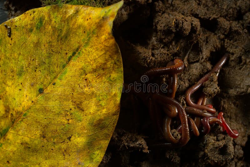 Vers de terre dans le sol avec les feuilles sèches photographie stock Vers de terre dans le sol avec les feuilles sèches photographie stock