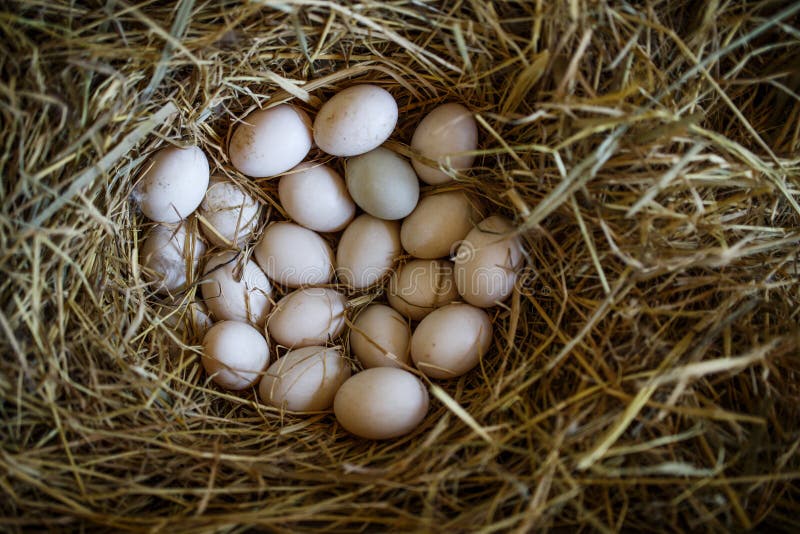 Freshly laid duck eggs on straw nest in the farm. Freshly laid duck eggs on straw nest in the farm.