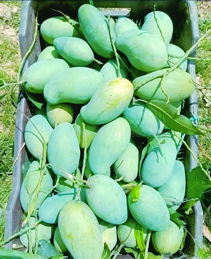Vers Geoogste Onrijpe Groene Mango's in een Kist royalty-vrije stock foto