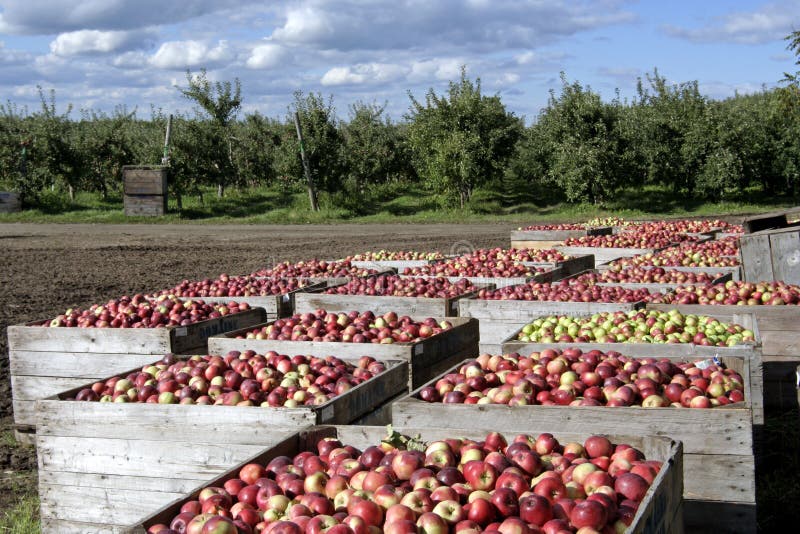 Freshly picked apples,stored in crates in an orchard. Freshly picked apples,stored in crates in an orchard