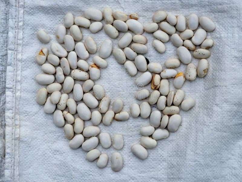 Vers Geschilde Tuinbonen die in Zon drogen stock fotografie