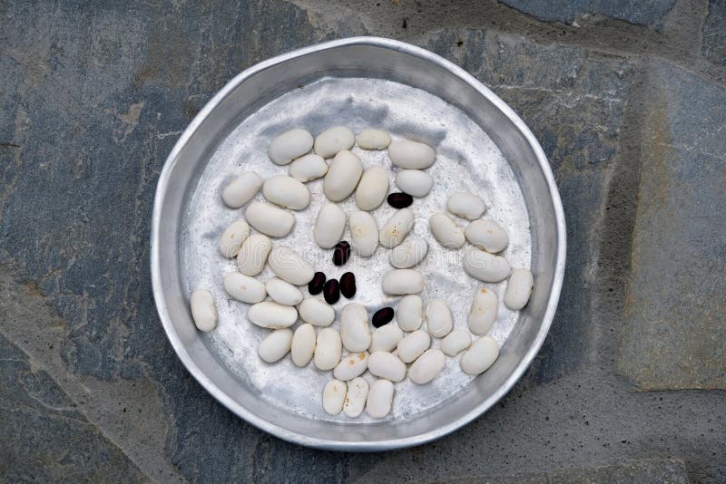 Vers Geschilde Tuinbonen die in Zon drogen stock foto's