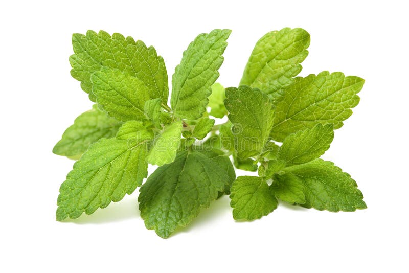 Vers groen blad van citroenmelisse. Citroenmelisse royalty-vrije stock foto