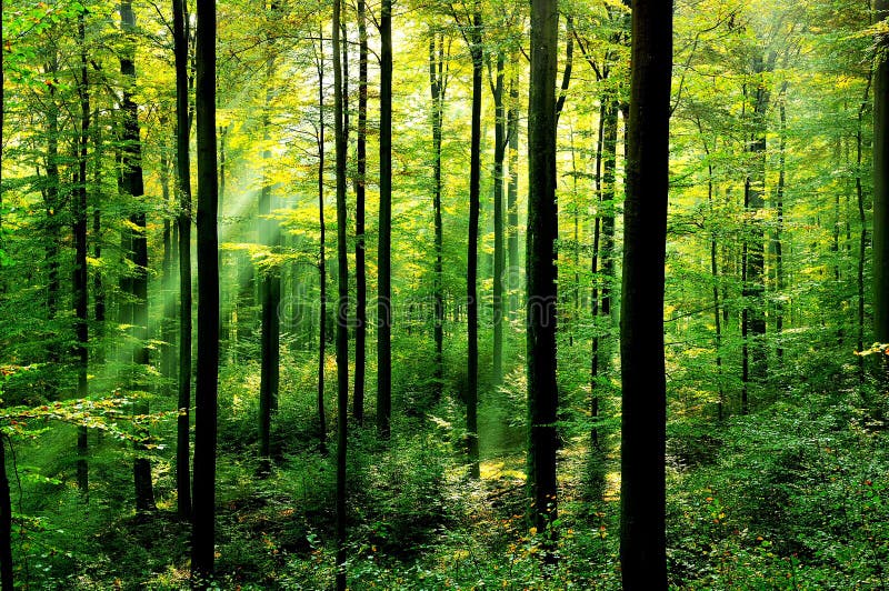 Fris groen bos stock afbeelding