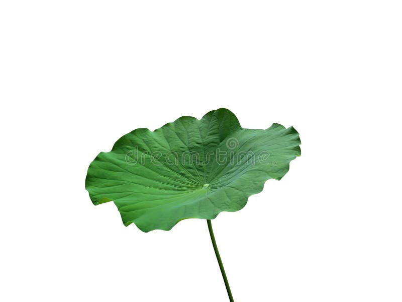 Vers groen die lotusbloemblad met steel op witte achtergrond wordt geïsoleerd royalty-vrije stock afbeeldingen Vers groen die lotusbloemblad met steel op witte achtergrond wordt geïsoleerd royalty-vrije stock afbeeldingen