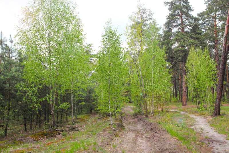 Vers groen gras en berkbosje op de zomer De lentesc?ne in het berkehout De lentebos met vers jong gebladerte Mooi stock foto Vers groen gras en berkbosje op de zomer De lentesc?ne in het berkehout De lentebos met vers jong gebladerte Mooi stock foto