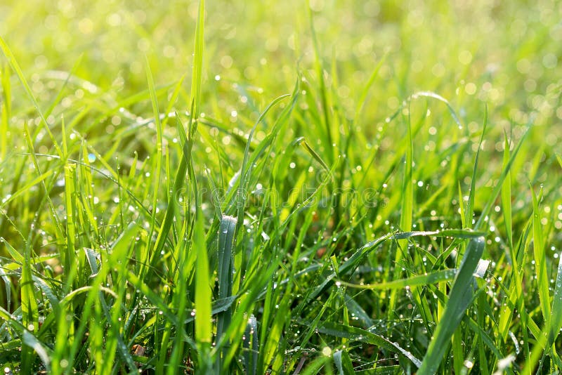 Vers groen gras met waterdalingen royalty-vrije stock afbeeldingen Vers groen gras met waterdalingen royalty-vrije stock afbeeldingen