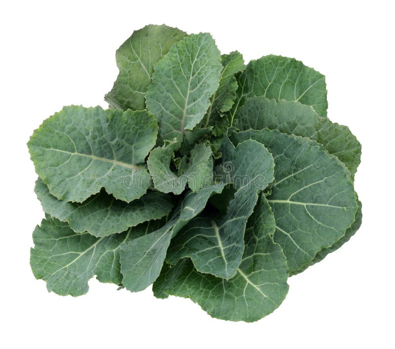 Verse groene koolblad stock foto