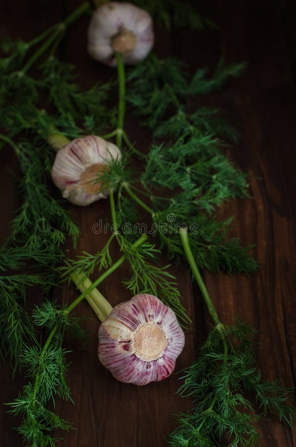 Vers jong knoflook met kruiden, dille en koriander stock fotografie Vers jong knoflook met kruiden, dille en koriander stock fotografie