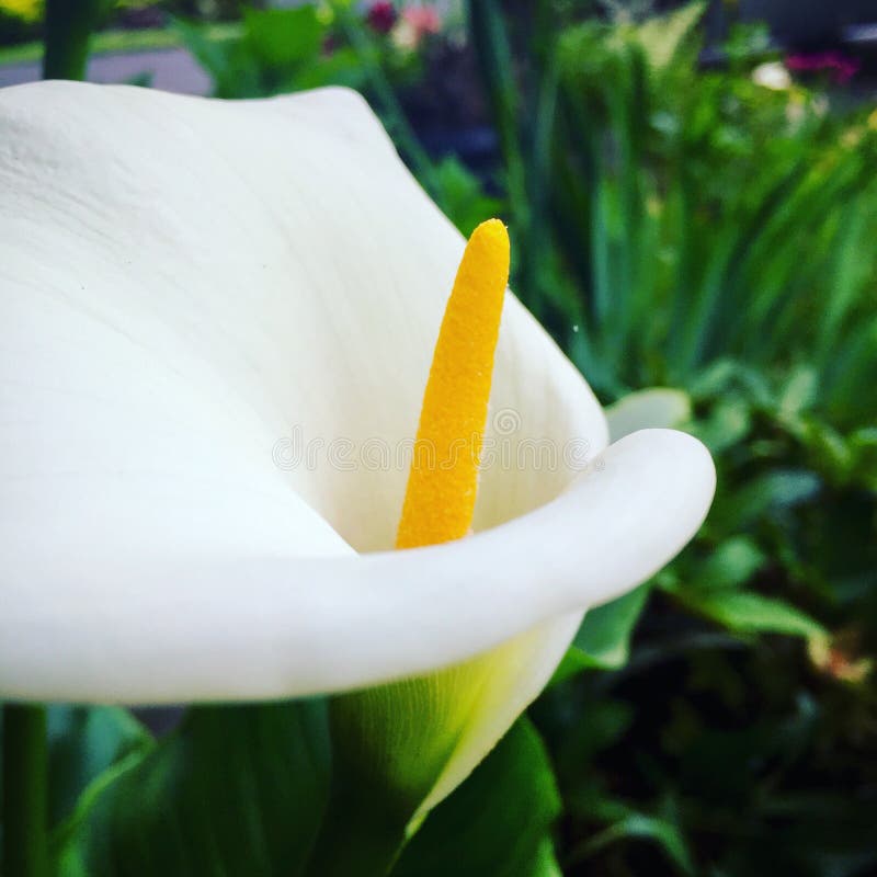Vers le haut du zantedeschia géant étroit photo stock Vers le haut du zantedeschia géant étroit photo stock