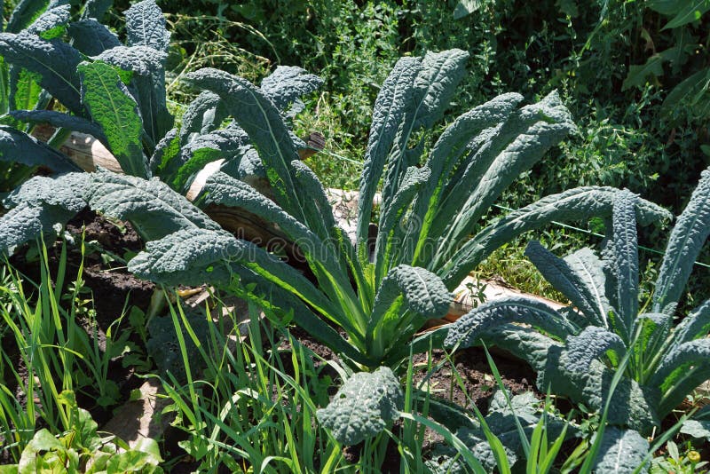 Kale cabbage. Tuscan kale or black kale on plant. Winter cabbage also known as italian kale or lacinato growth in row. Ogranic cabbage mediterranean garden. Ingredient in italian and turkish cuisine. Kale cabbage. Tuscan kale or black kale on plant. Winter cabbage also known as italian kale or lacinato growth in row. Ogranic cabbage mediterranean garden. Ingredient in italian and turkish cuisine