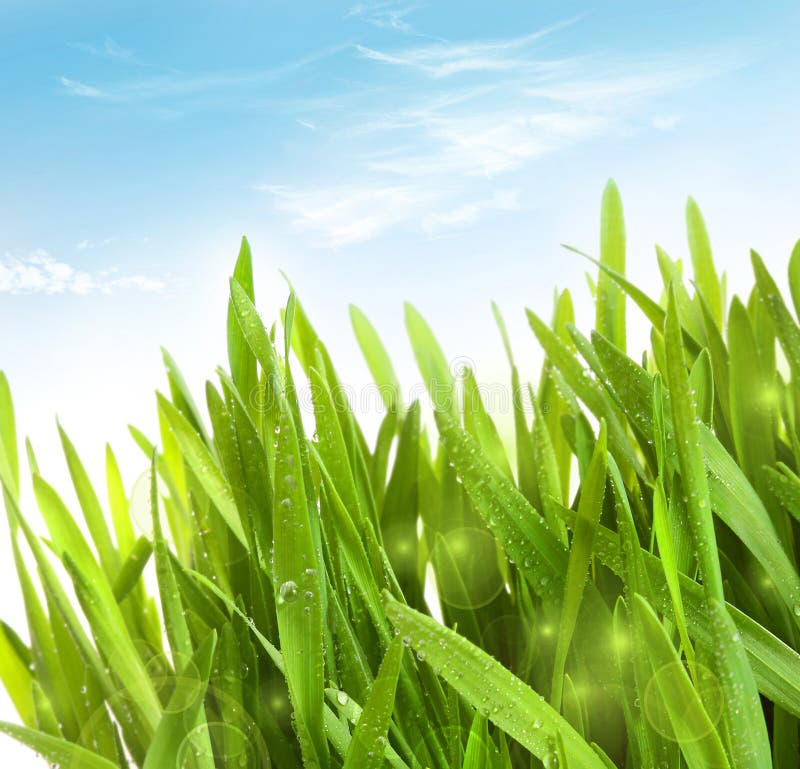 Fresh wheat grass with dew drops against blue sky. Fresh wheat grass with dew drops against blue sky