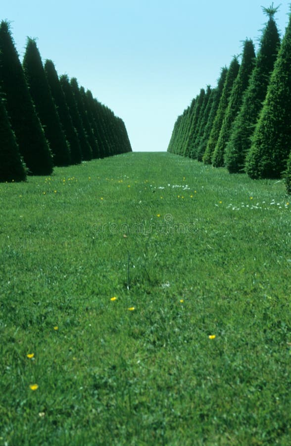 Záber na úrovni terénu, Versailles záhrady.