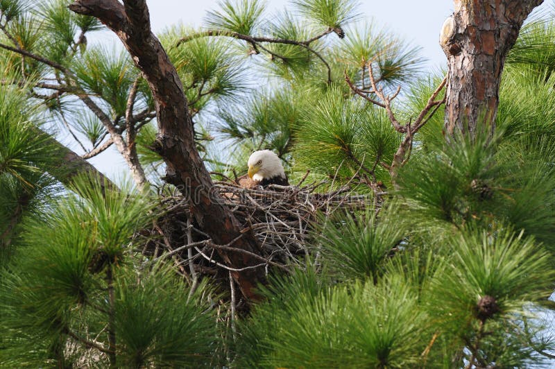 An American Bald Eagle sits on it's nest in Punta Gorda Florida. An American Bald Eagle sits on it's nest in Punta Gorda Florida